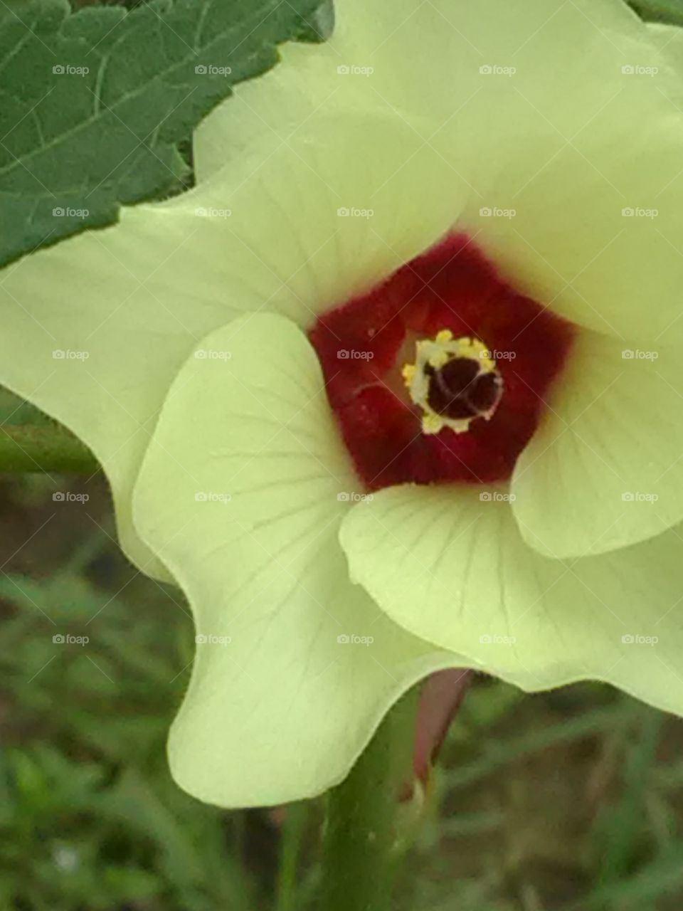 This is a very beautiful flower the name of this flower ladyfingers.