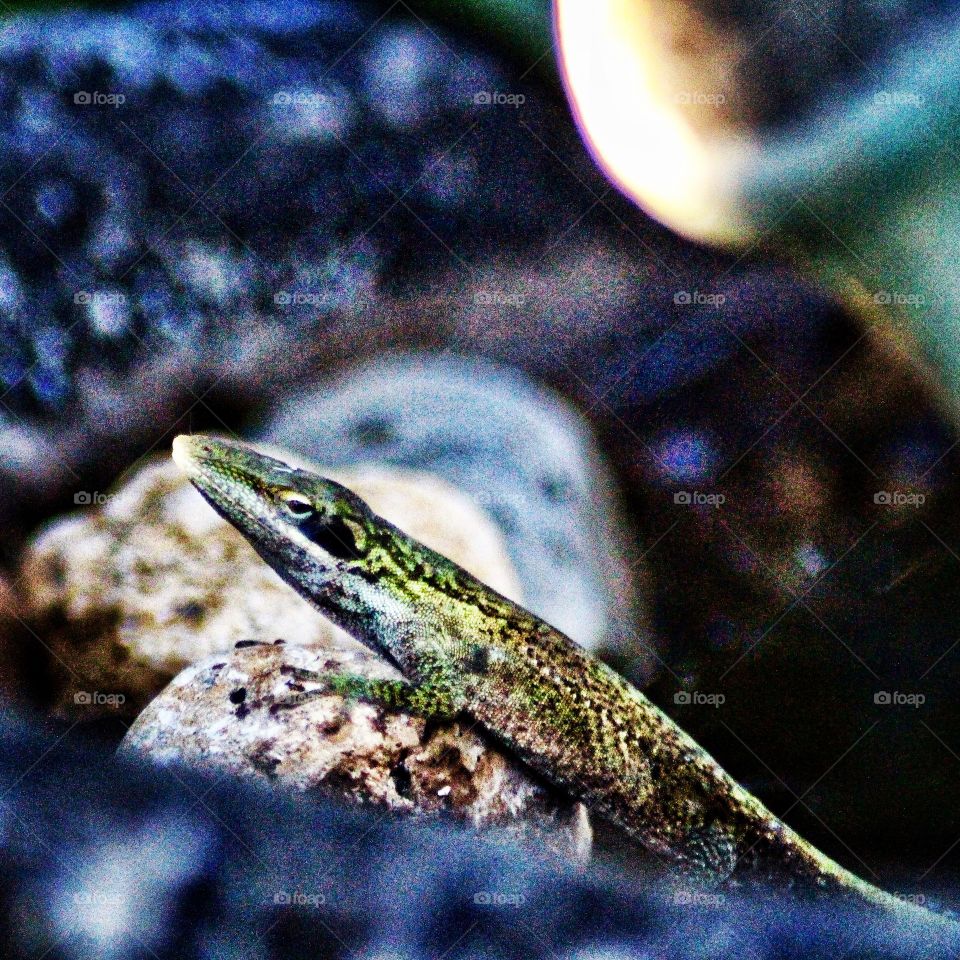 Gecko 🦎