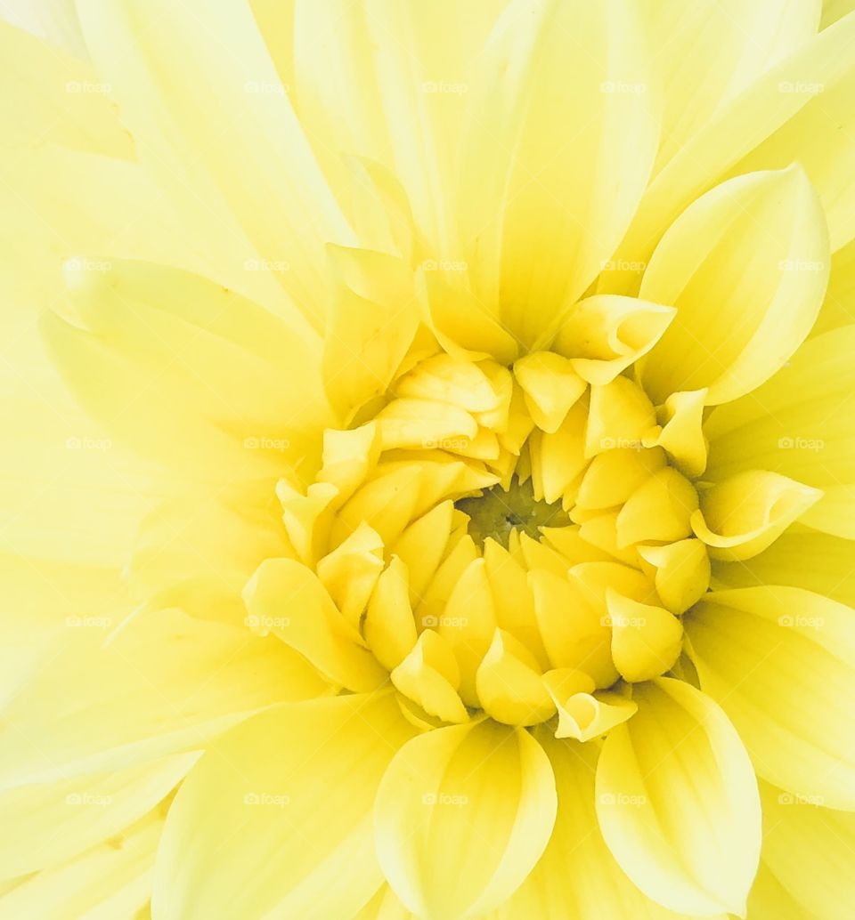 Bright Yellow Dahlia