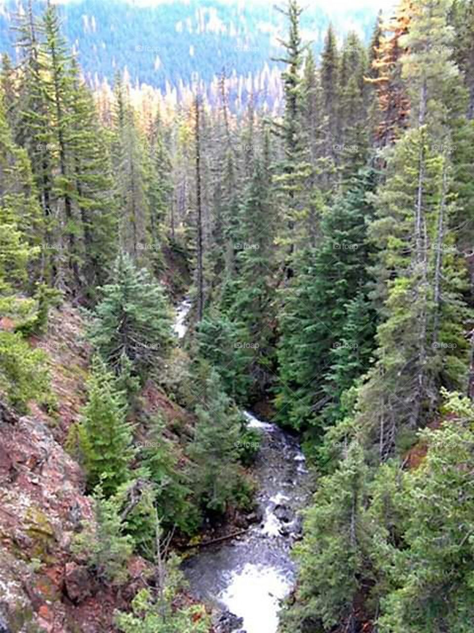 forest landscape with river running through