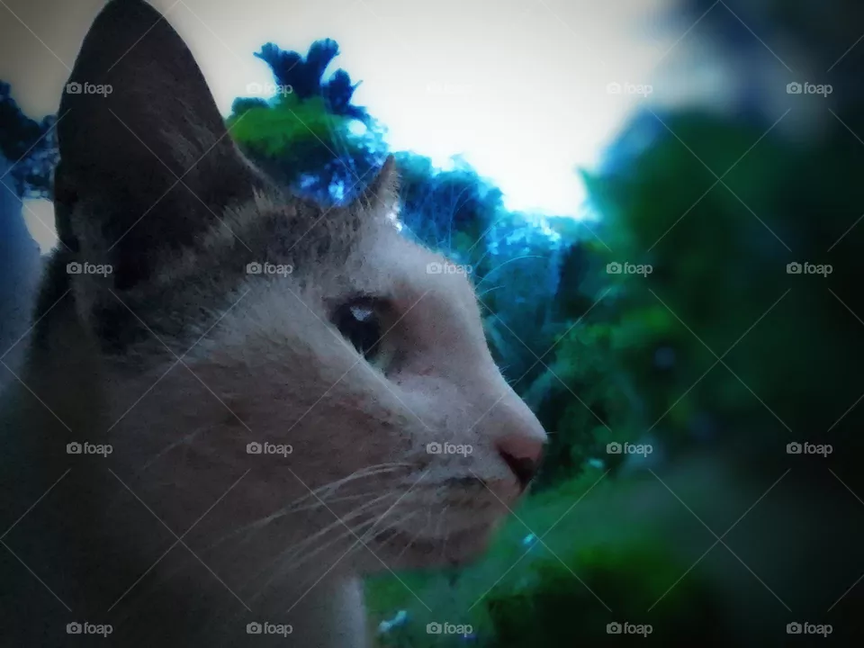 cat