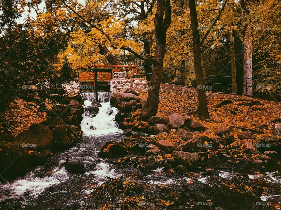 Stream flowing through autumn trees in park