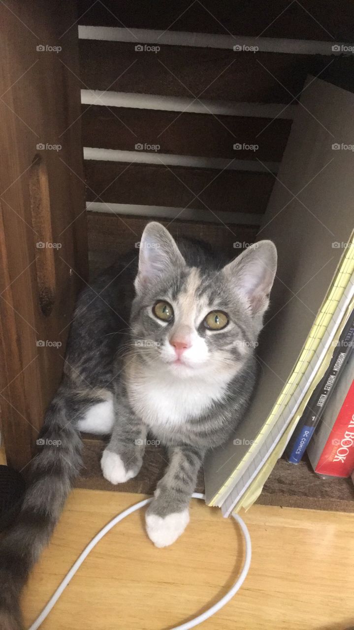 Adorable kitten in a bookshelf