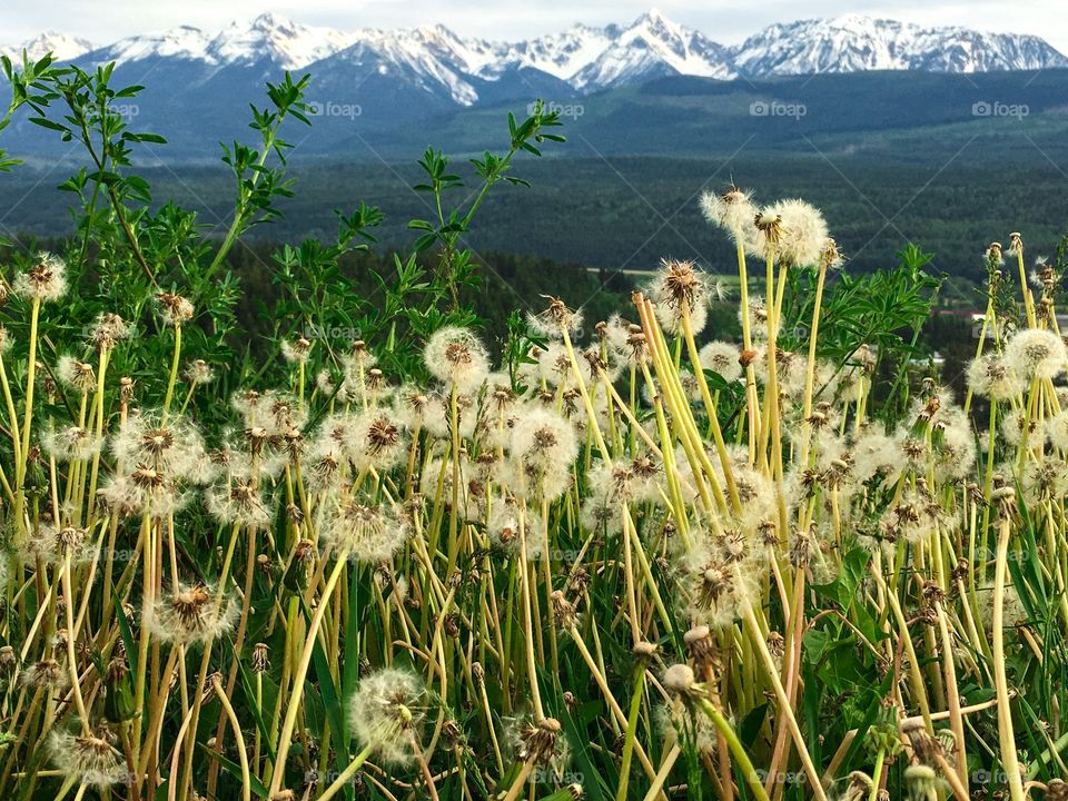 Canadian Rocky Mountain range view from an alpine meadow filled with fluffy seeding dandelions and long grasses 