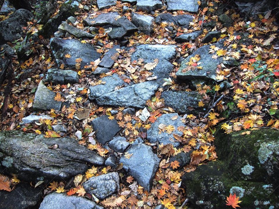 Foliage scattered on the forest floor