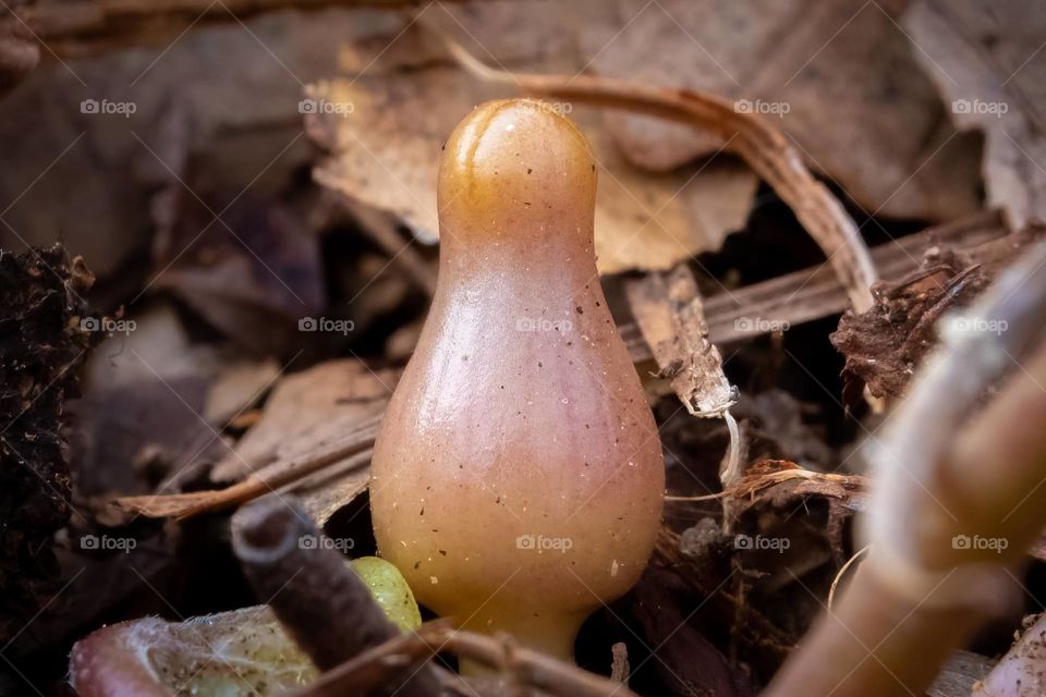 This little bud of a Little Brown Jug (Hexastylis arifolia) is only about 2 cm tall, which means Spring is upon us! It pushes up through the leaf litter on the forest floor. Raleigh, North Carolina. 