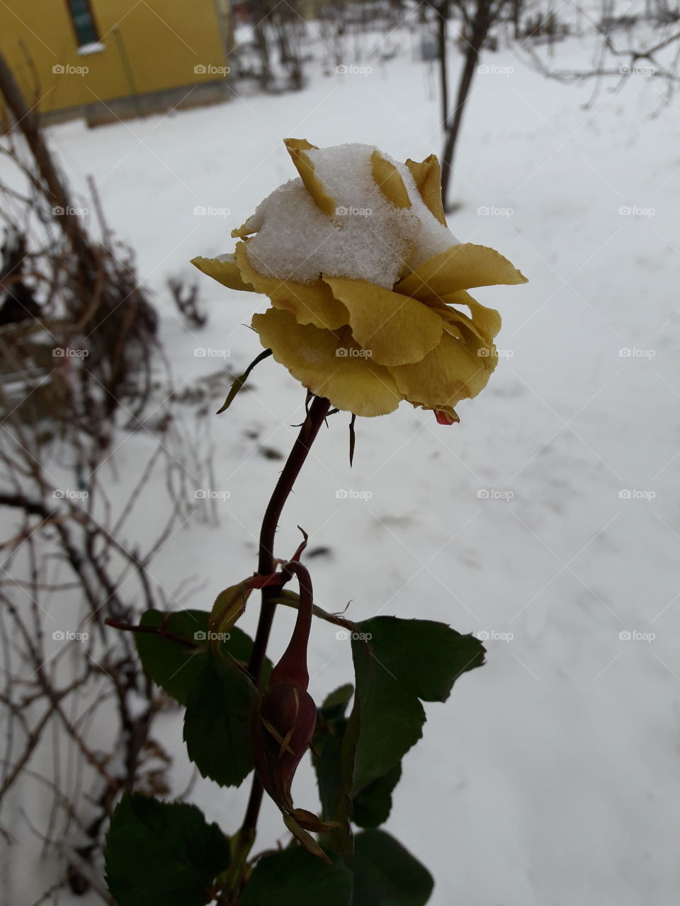 Rose in snow