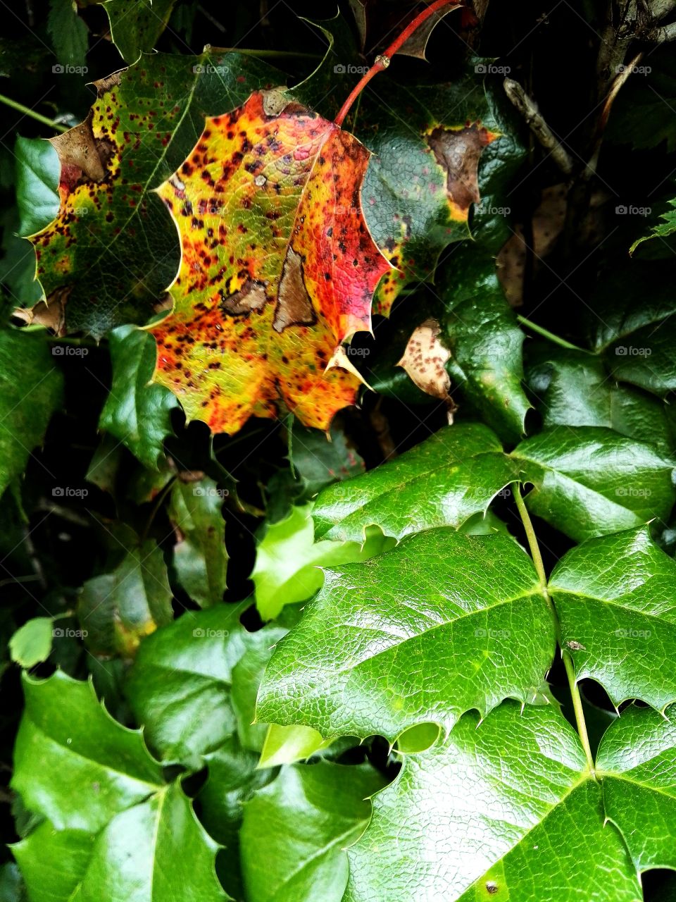 Destroyed by insects leaf on a green tree