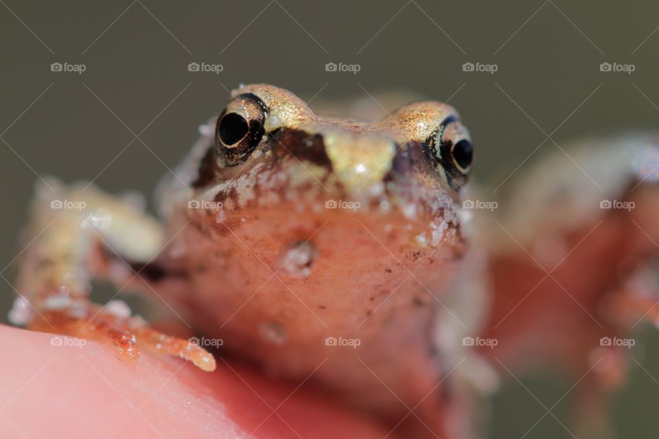 Close-up of frog