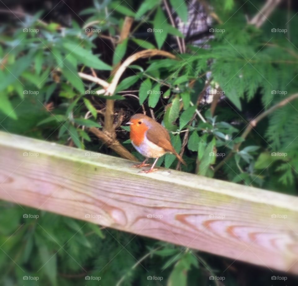 Robin Red Breast. A robin on a fence.