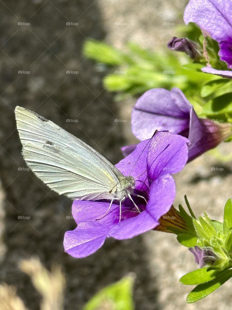 Pieris rapae cabbage white butterfly pollinator pollinating bright purple petunia flowers in backyard container garden patio plants summer nature wildlife bugs insects close up wings 