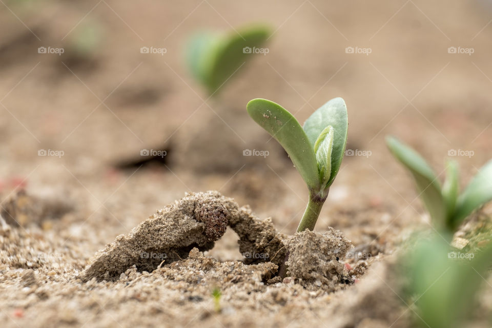 Foap, Plants of the USA: Tiny soybean sprouts emerge from the soil. 