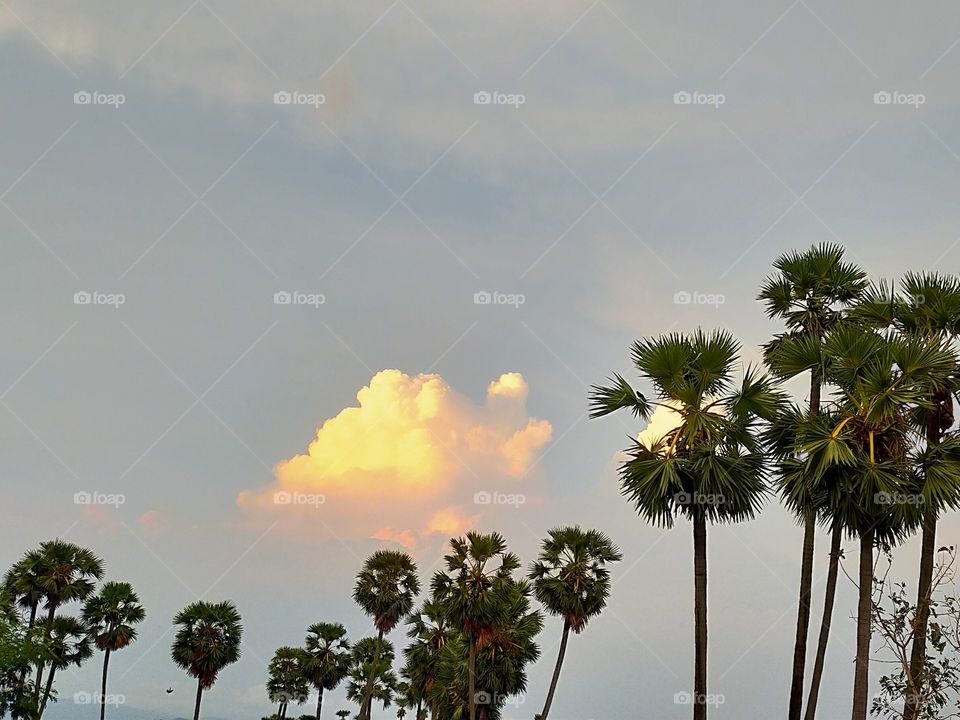 Palm trees on back drop of sky with golden clouds.