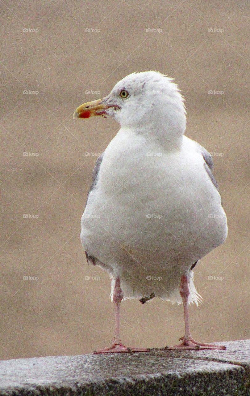 seagull