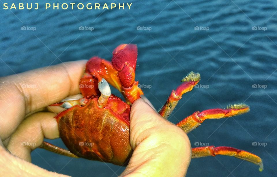 Red crab