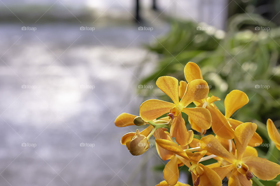 Beautiful Orange Orchid Background blurred leaves in the garden.