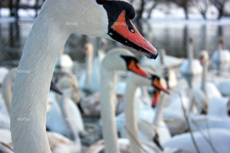 Winter Swans 