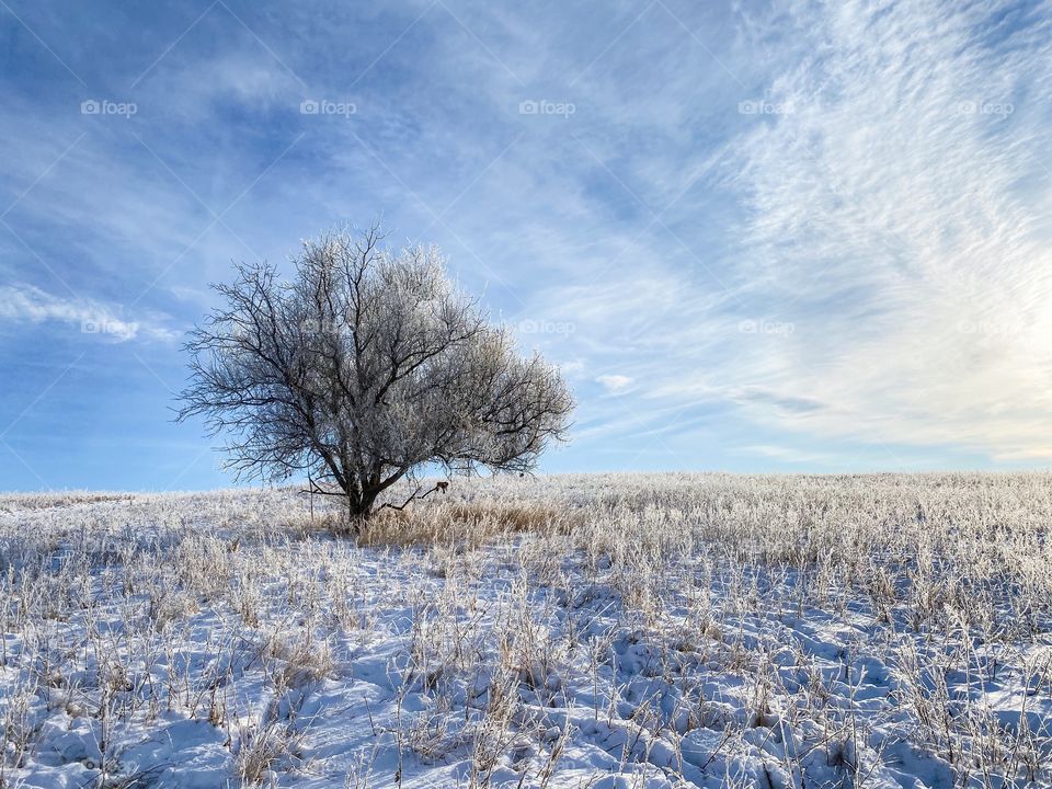 Lonely tree