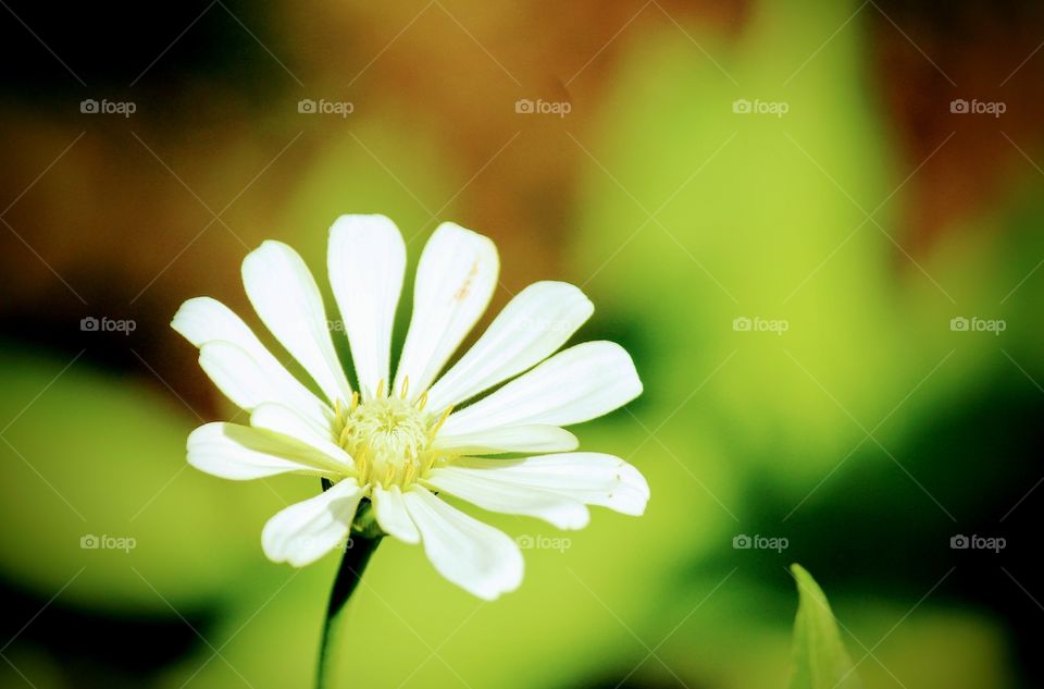 Flower, Nature, No Person, Flora, Leaf