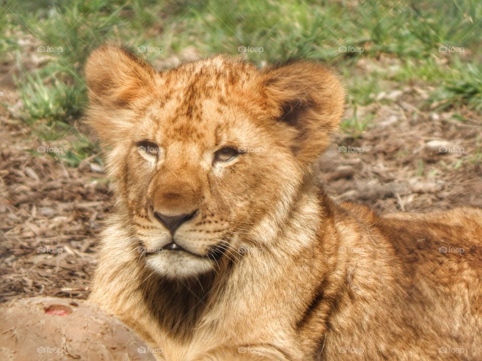 lion cub up close