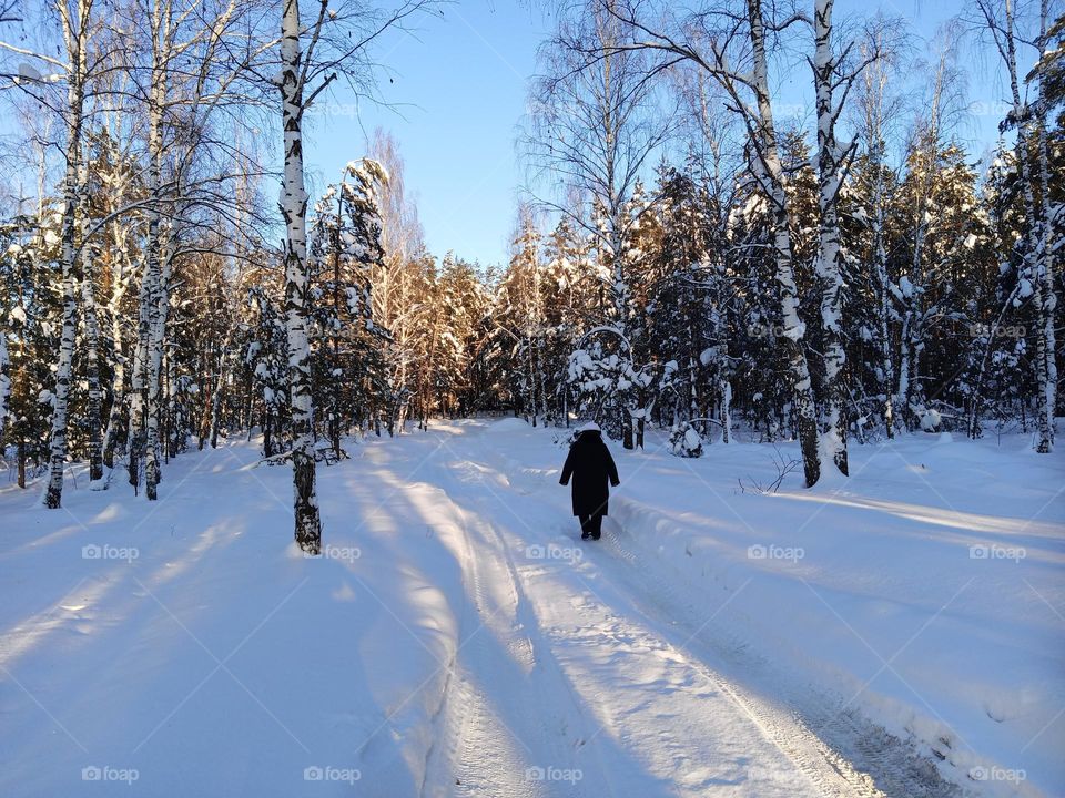 Walk in the winter, snowy forest.