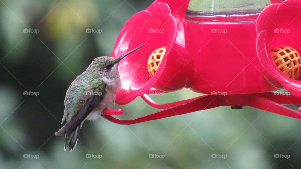 pretty hummingbird