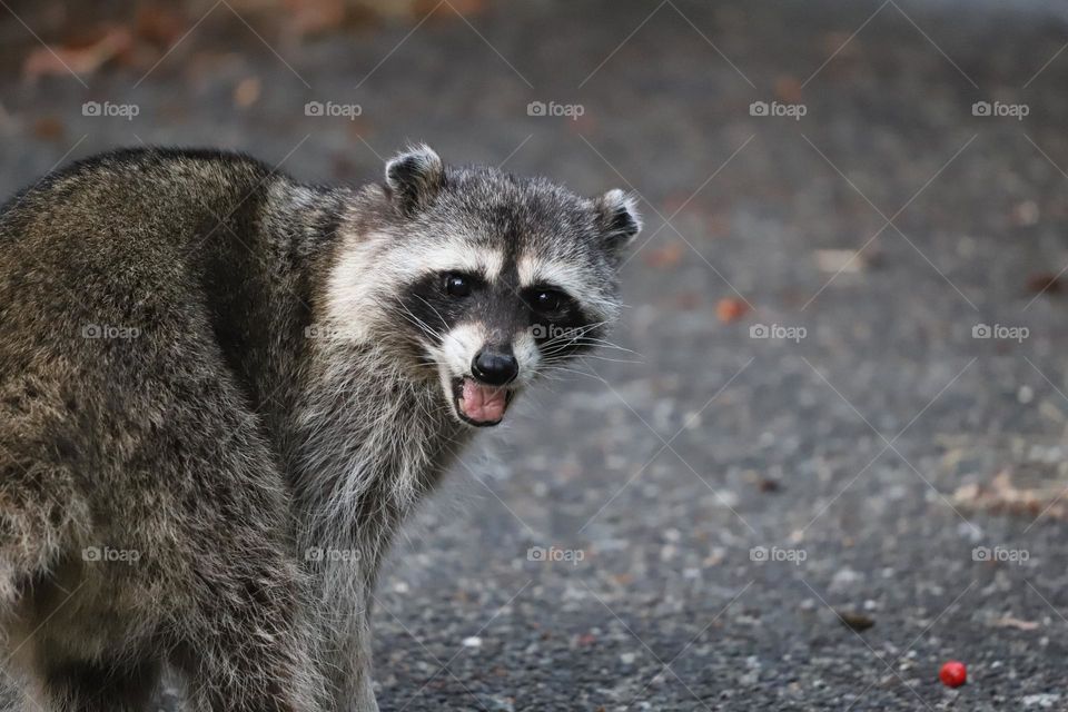 Raccoon posing