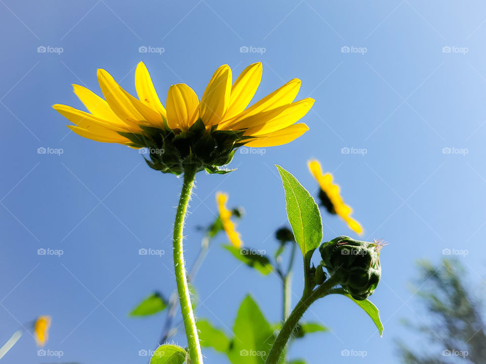 Silhouette of a yellow common sunflower illuminated by the sun on a clear blue sky day