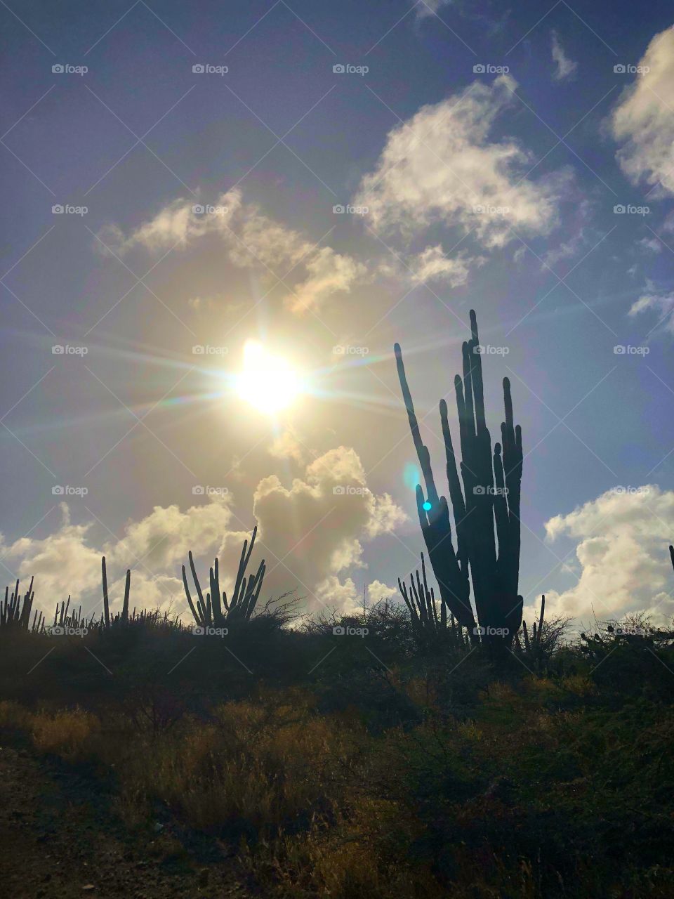 Cactus on a sunny day in Aruba 2018
