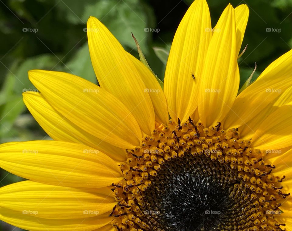 Ant on the petal of a sunflower