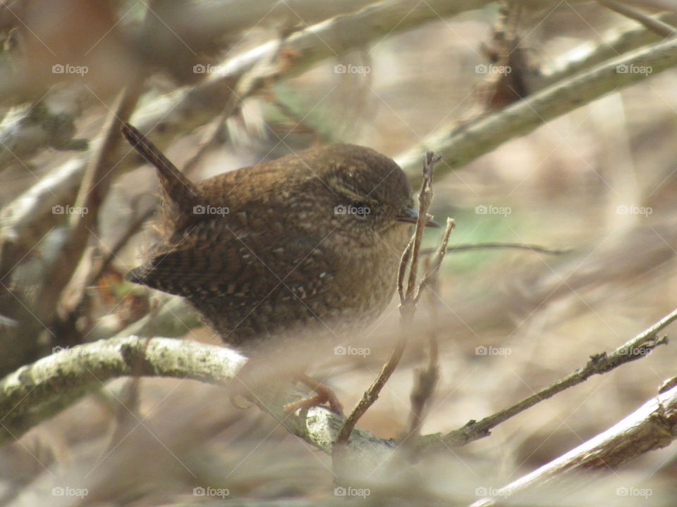 Wren