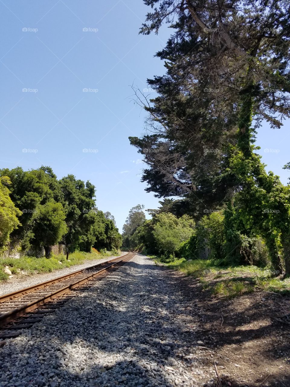 Train Tracks in Nature