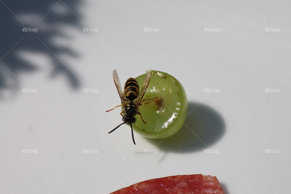 Wasp on a bunch of grapes