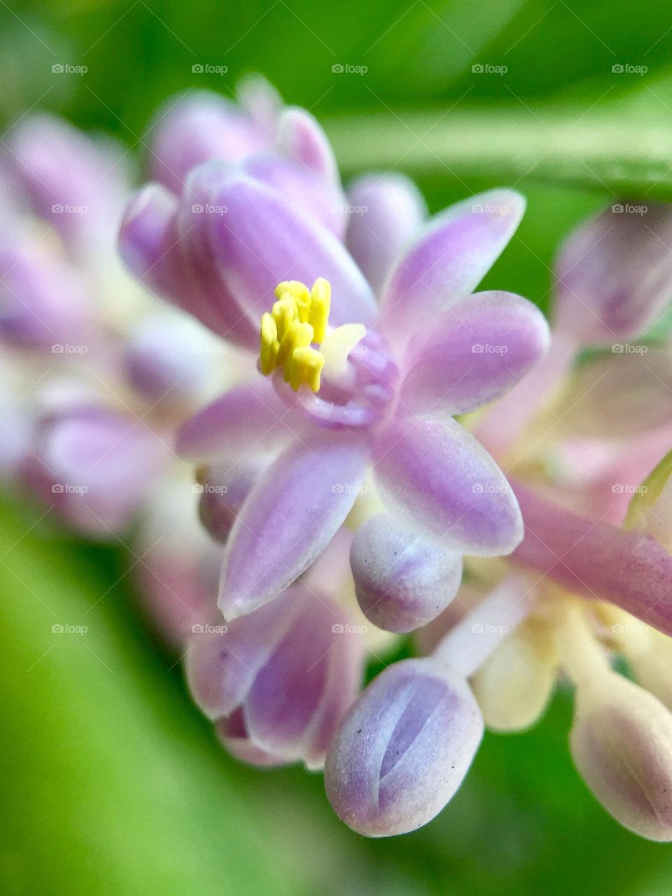 Macro flowers