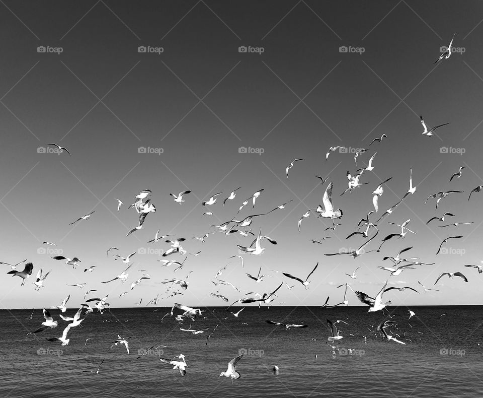 Monochrome capturing of seagulls flying above the sea