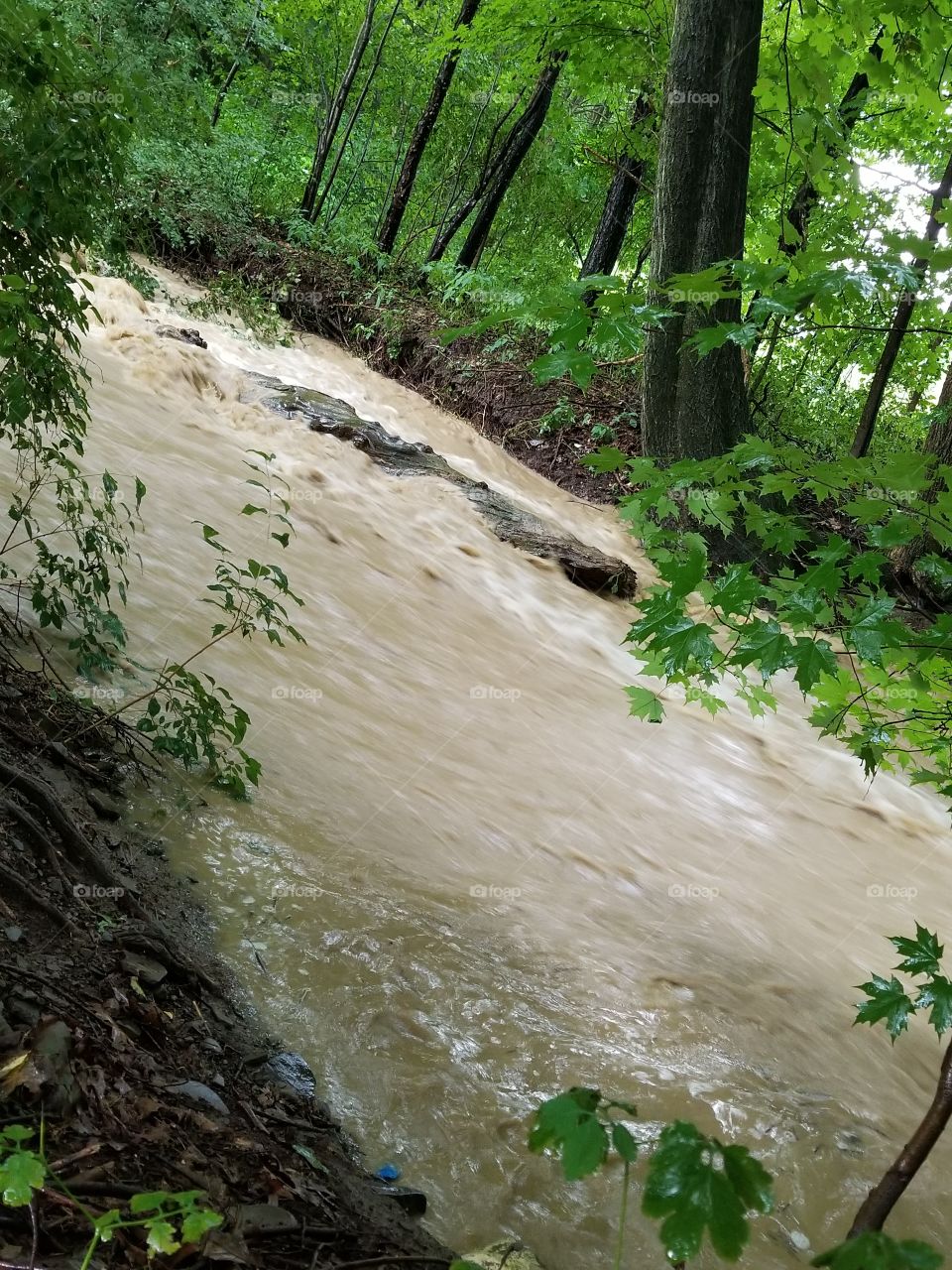 A usually dry creek, 24 hours of rain. Flash flooding, August 2018.