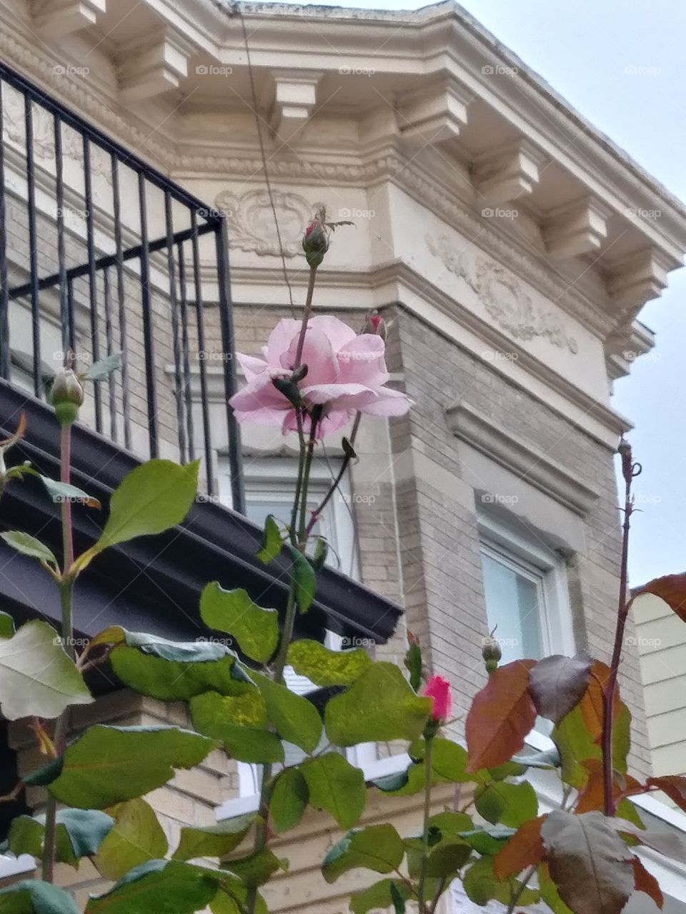 brooklyn rose infront of house day