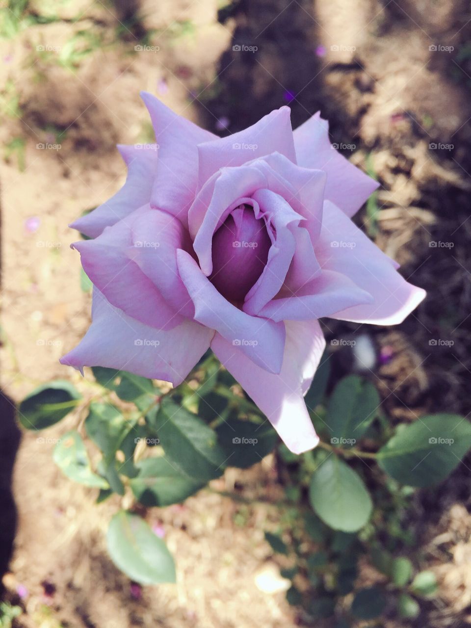 Mas que beleza! 
Flores magníficas ara colorir a tarde. 
🎨 
#natureza #paisagem #fotografia #jardim #flowers