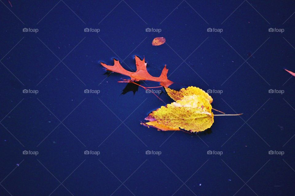 Floating foliage 