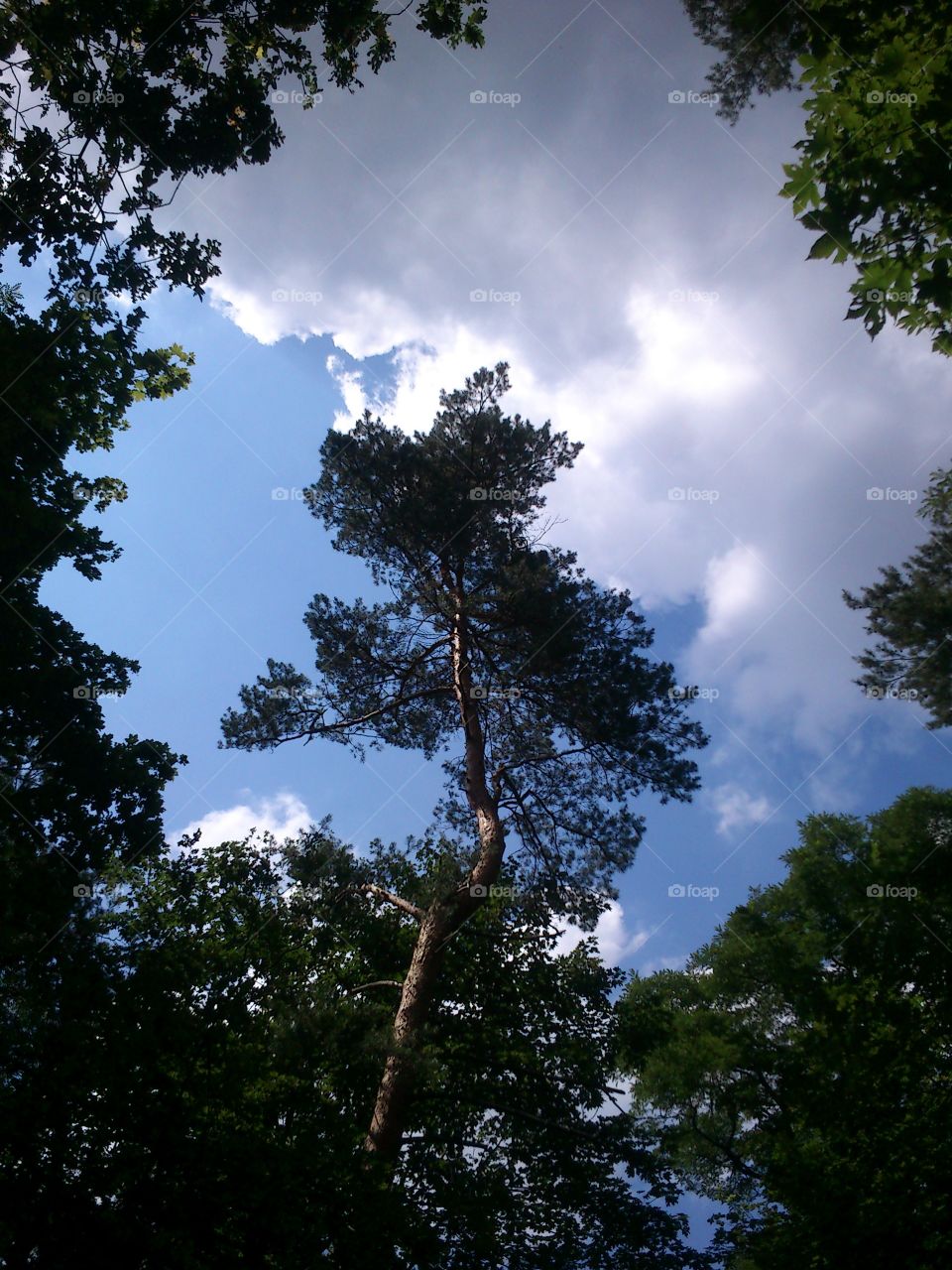 Blue sky in the summer forest