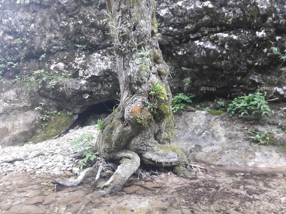 old  tree