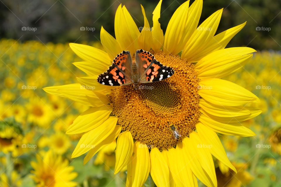 Bee and butterfly resting on a sunflower in a sunflower field 