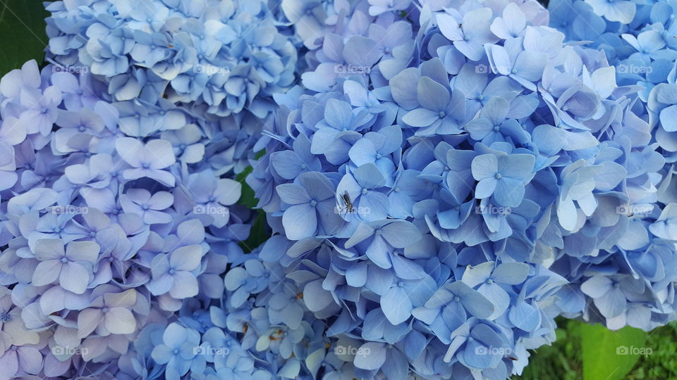 blue hydrangea