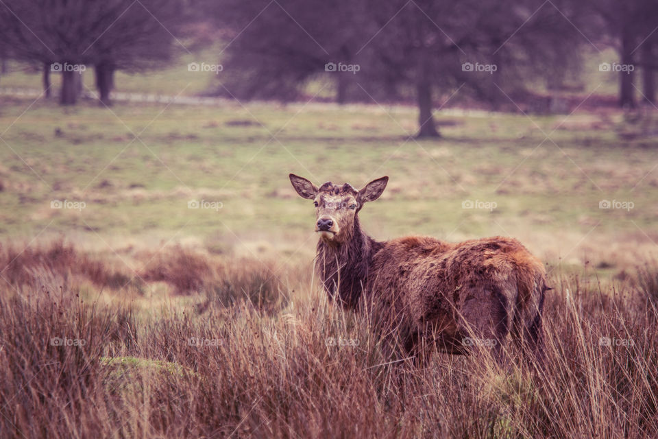 A beautiful deer in the park. Richmond park in London. Sweet animal portrait.