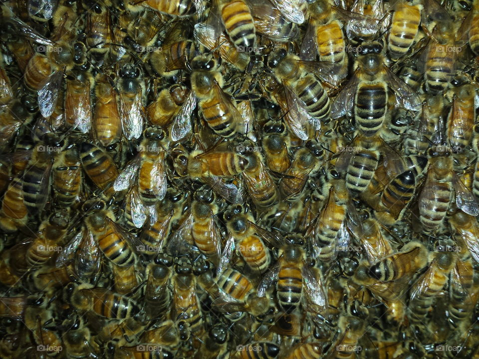 Bees 2016
