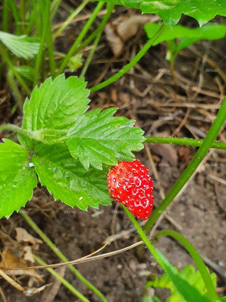 Tasty wild strawberries in the countryside garden on a nice summer day.