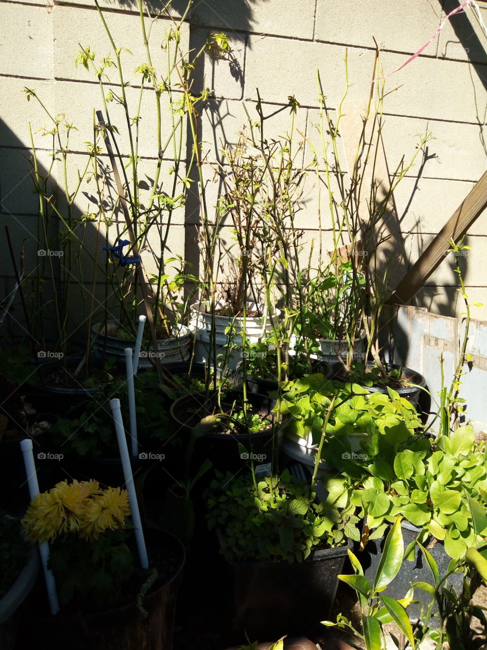 Flower, No Person, Nature, Agriculture, Garden