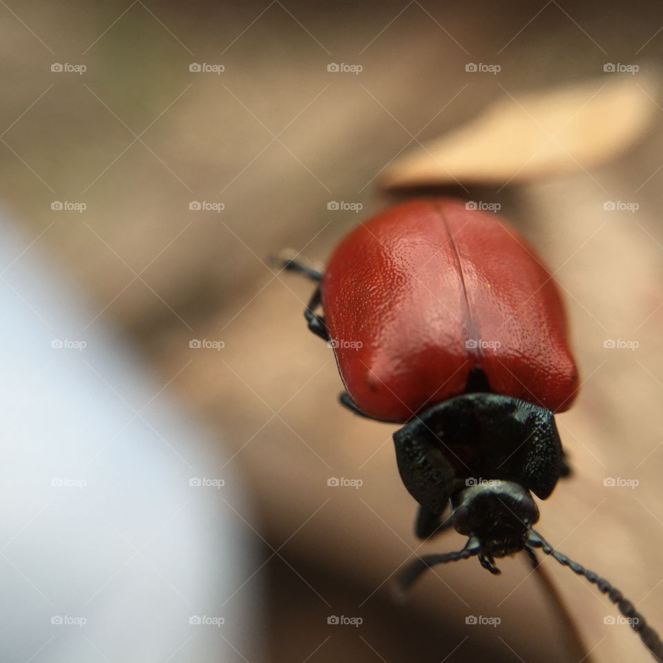 Beetle, Insect, Ladybug, Invertebrate, No Person