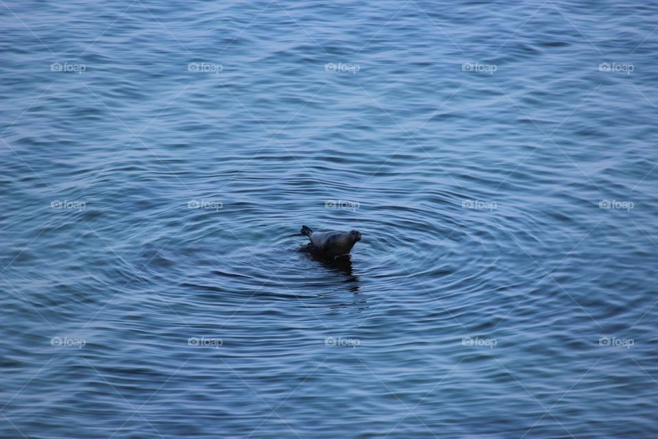 Robbe in der Ostsee