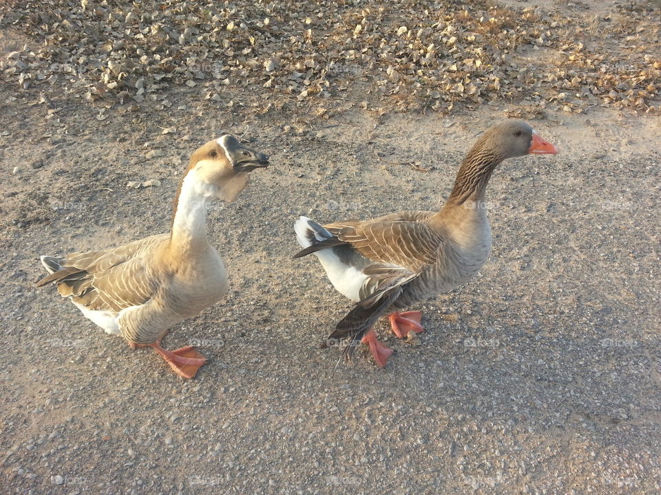 Two Geese Walking In Park